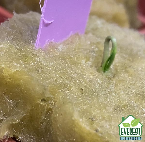 Chill seed germinating.