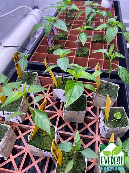 Chilli seedlings ready for transplanting into Grodan HUGO GroBlocks.