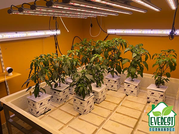 Transferring my chilli plants into the main grow room equipped with 600 / 720W full-spectrum LED top lights and 330W LED full spectrum side lighting.