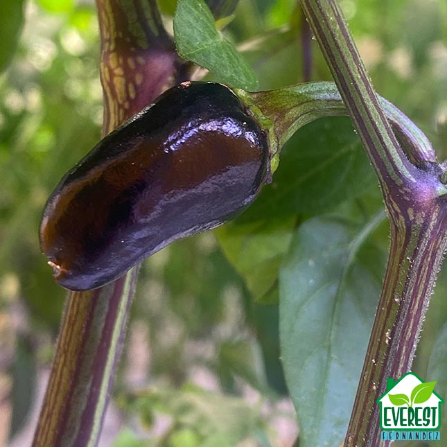Dalle Khursani: The Himalayan Fireball That Deserves a Place in Your Grow Room
