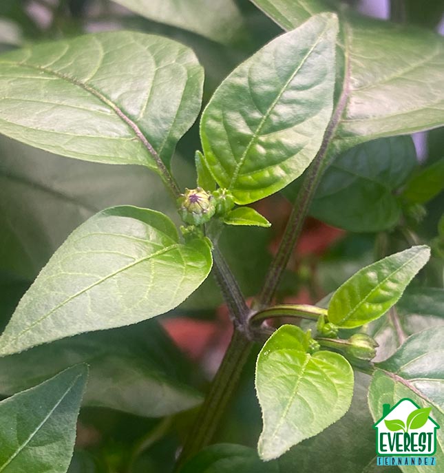 Dalle Khursani buds.