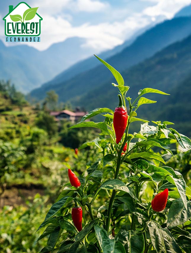 Dalle Khursani depicted in its native habitat, Nepal.