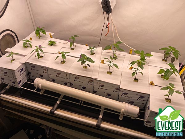 Freshly transplanted into Grodan HUGO 6"x6"x6" GroBlocks