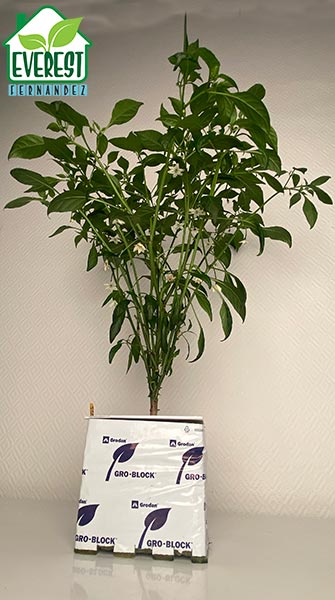 Pusa Jwala beginning the transition from vegetative growth to generative production.