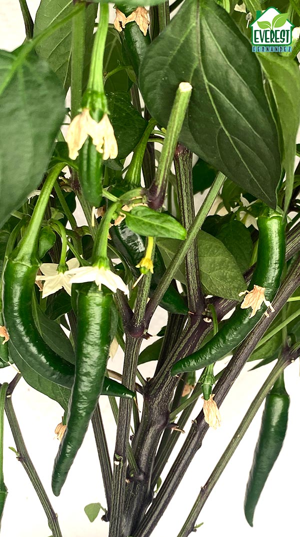 Green Pusa Jwala chilies