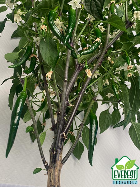 Pusa Jwala has a robust form and plant structure.